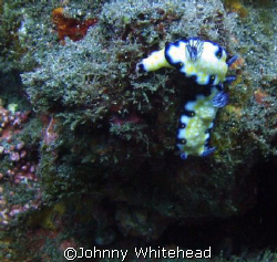 Sea slugs in love. by Johnny Whitehead 